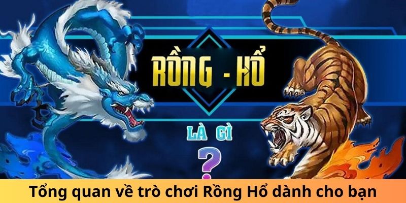 rồng hổ SHBET